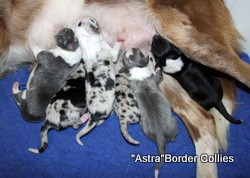 Lilac and white, Female, Rough coated border collie puppy